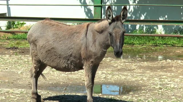 Donkey standing in a pen, and looking at the camera. The body is seen wound
