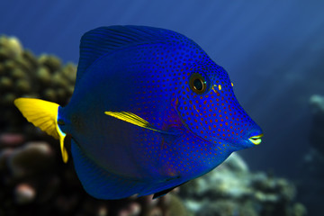 Yellowtail tang - (Zebrasoma xanthurum) close up  and coral reef - Red Sea