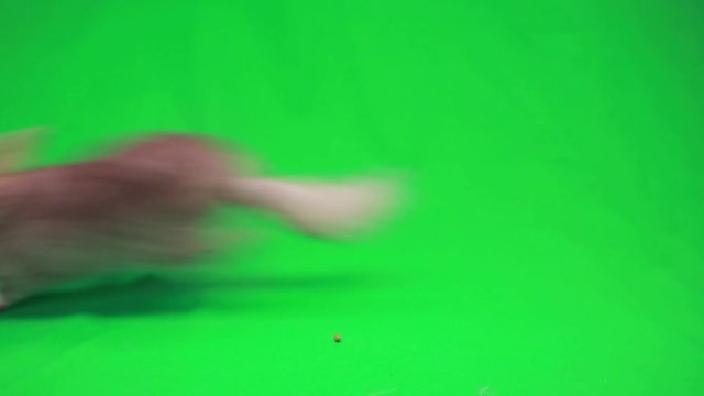 chinchilla on green screen