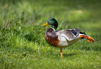Male mallard duck practicing ballet and standing on one leg, stretching.