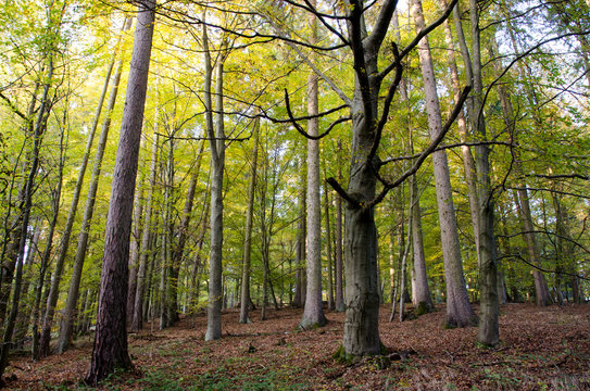 Herbstbeginn im Wald