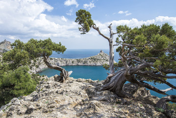 rocky mountain landscape. Thickets of juniper and pine trees