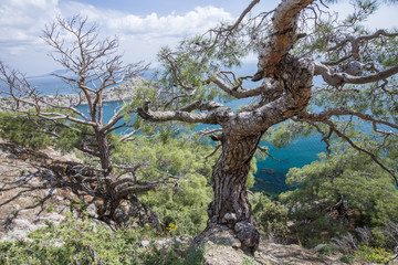 rocky mountain landscape. Thickets of juniper and pine trees