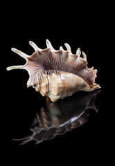 Close-up shell with reflection on black background.