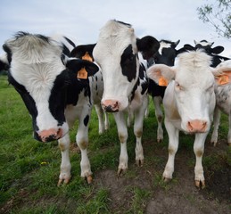 Troupeau de vaches laitières près de fils barbelés dans un pré