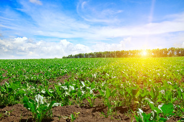 green beet field and blue sky