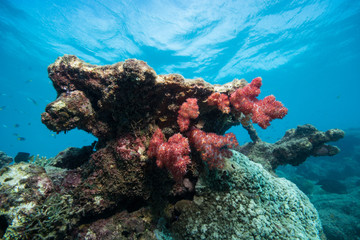 Naklejka na ściany i meble グリーン島の珊瑚