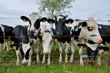 Troupeau de vaches laitières près de fils barbelés dans un pré