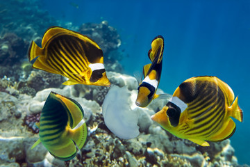 Fototapeta na wymiar Tropical fish eating jellyfish on the coral reef Red Sea