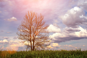 Obraz premium The tree and clouds.