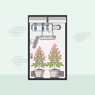 Quality Flat Design of medical cannabis growing indoor in growbox. Vector illustration