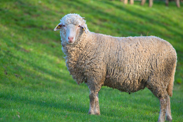 Obraz premium Sheep on meadow