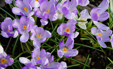 Fototapeta premium many lilac flowers on green background
