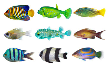 Obraz premium Set of sea nr.3- reef fish on white background