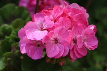 Fleur de géranium