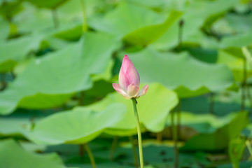 pink lotus and green leafs
