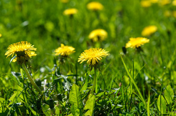 yellow dandelions on background of green grass