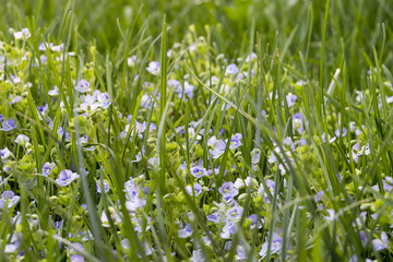 The white small flowers in green grass