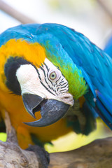 colourful macaw parrot