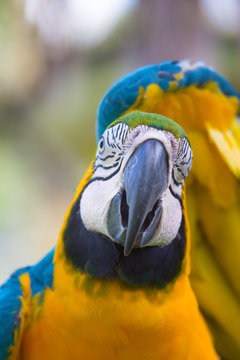 colourful macaw parrot