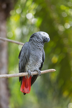 African parrot