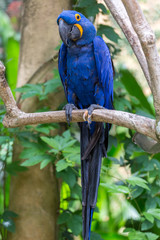 Obraz premium hyacinth macaw close up