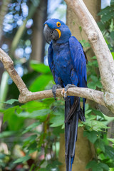 hyacinth macaw close up