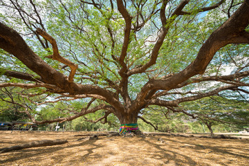 big Rain Tree