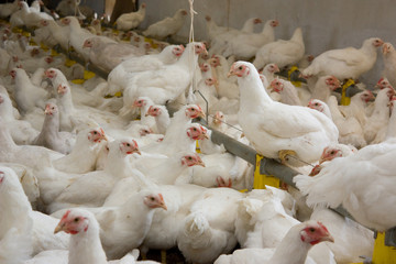 Chickens. Poultry farm