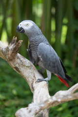 African parrot