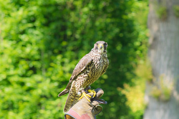 Mit dem Falken auf der Jagd