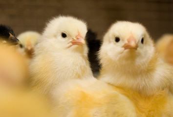 Chickens. Poultry farm - 111235567