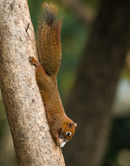 squirrel or small gong, Small mammals on tree © wuttichok