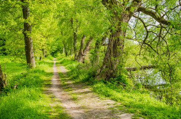 Obraz premium Ścieżka wierzeń ścieżka natura las drzewa