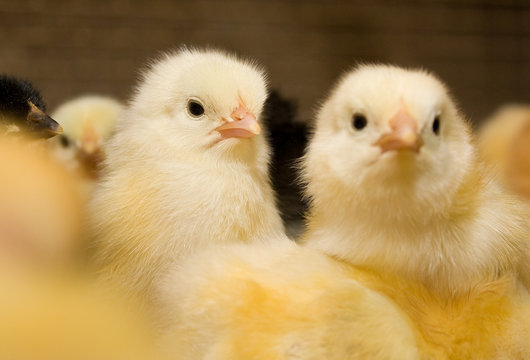 Chickens. Poultry farm