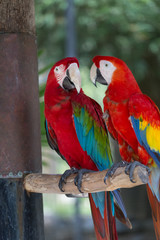 Colorful couple macaws sitting on log