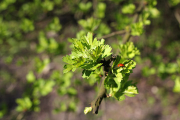ladybug on twig with young leaves
