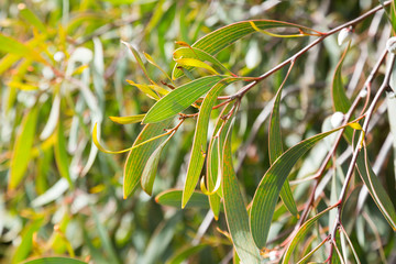 hakea laurina leaves