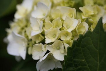 Hydrangea.The typical flower which blooms at the time of the Japanese rainy season.