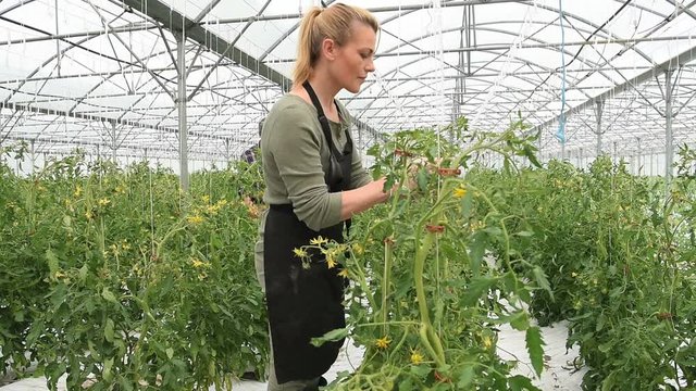 Farmer in greenhouse cultivating tomatoes
