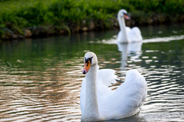Swan on the lake