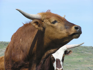 Short Horn cow in a nice portrait