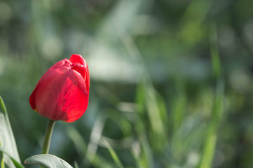 Obraz premium Red tulip in the garden close up