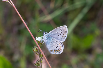 Farfalla in primo piano, farfalla su fiore, macro di farfalla