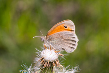 Farfalla in primo piano, farfalla su fiore, macro di farfalla