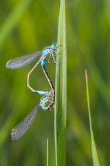 Libellula in primo piano, libellula accoppiamento, animale, insetto su ramo, damigella su rametto, macro di insetti