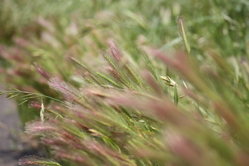 Nekojarashi is the weed which grow in Japanese hills and fields. It is same as a foxtail.