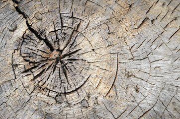 Texture of tree stump