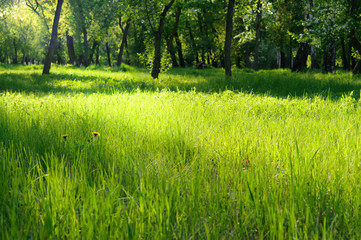 Fototapeta na wymiar Green grass on a sunny meadow