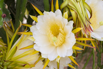 flor de pitaya